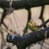 View the image: Yellowhammer (male)