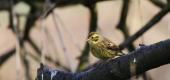 View the Album: Yellowhammer
 4 images