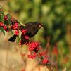 View the image: Blackbird (male)