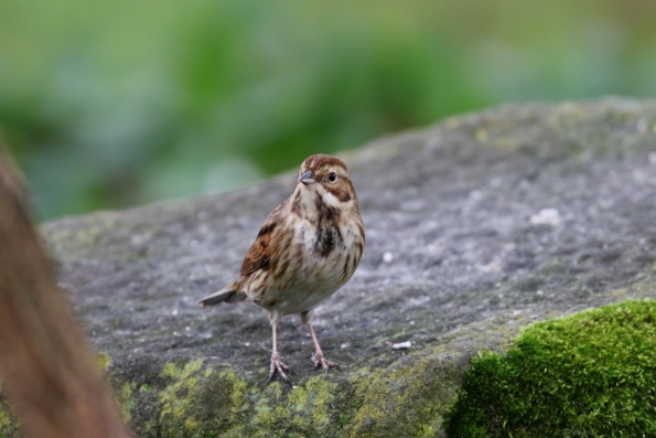 Reed Bunting (female)
