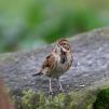 View the image: Reed Bunting (female)