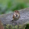 View the image: Reed Bunting (female)